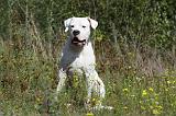 DOGUE ARGENTIN 029